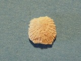 Crania